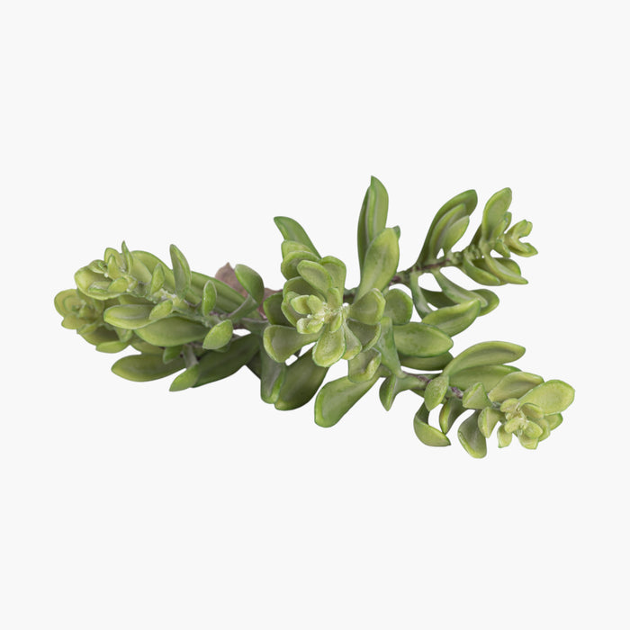 14” Multi-Head Succulent Stem     MH1038