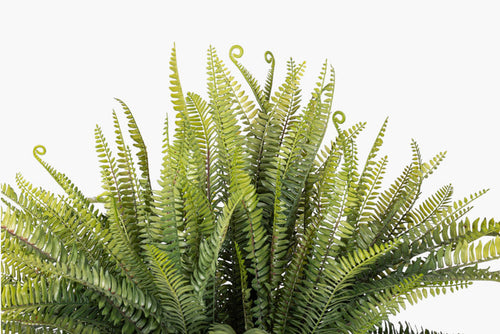 2' Fern Plant PP1078