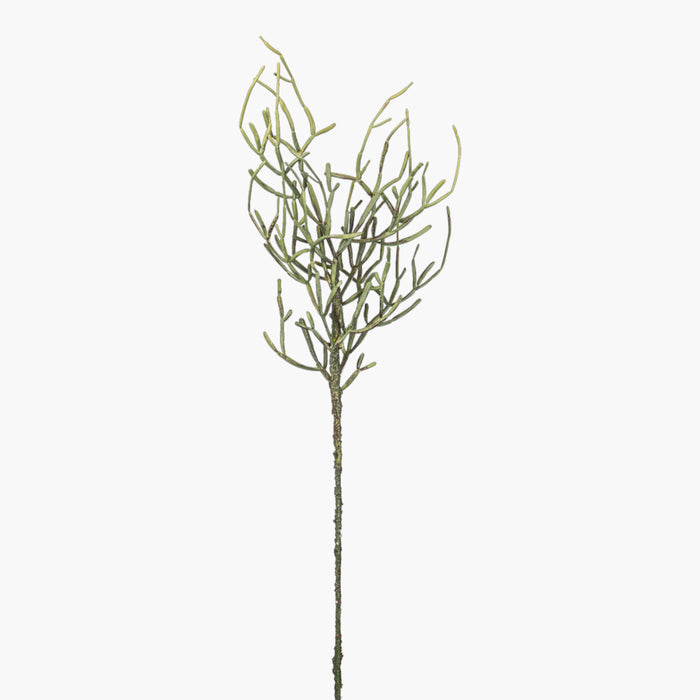 25" Curly Pencil Cactus Stem    ST1259