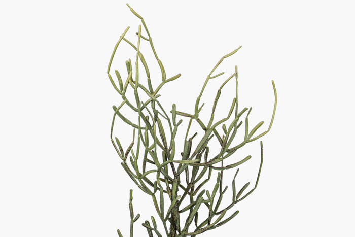 25" Curly Pencil Cactus Stem    ST1259