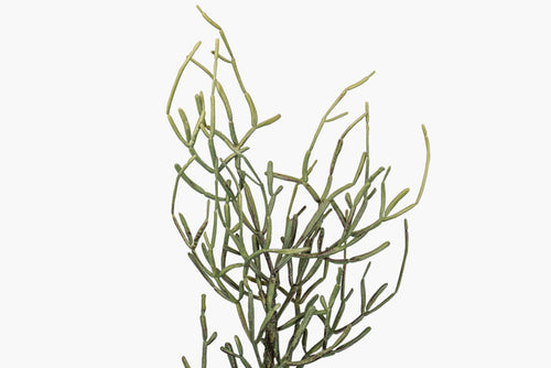 25" Curly Pencil Cactus Stem    ST1259
