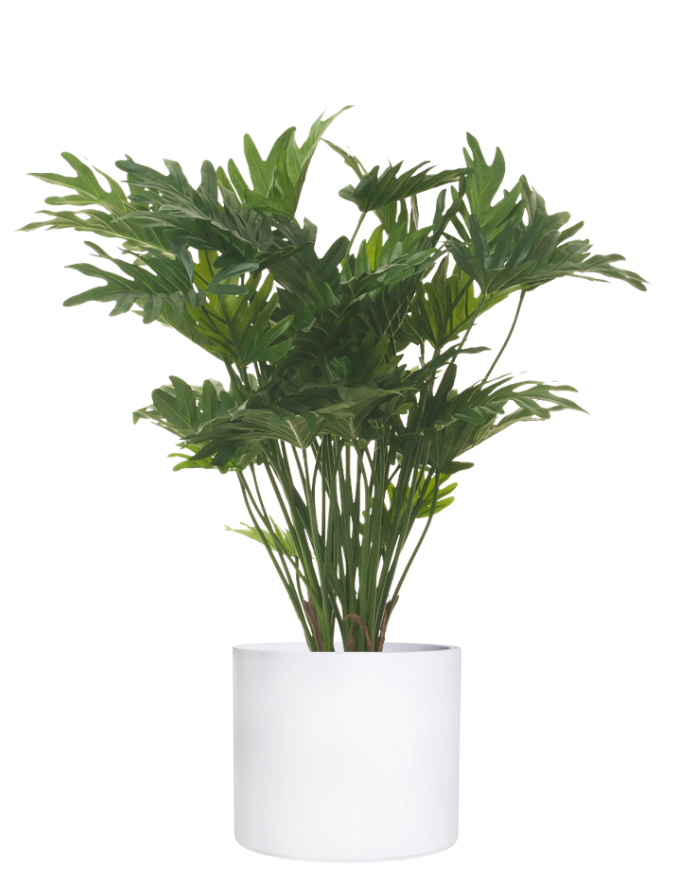 34" Philodendron Xanadu in Planter with Spanish Moss PC1112