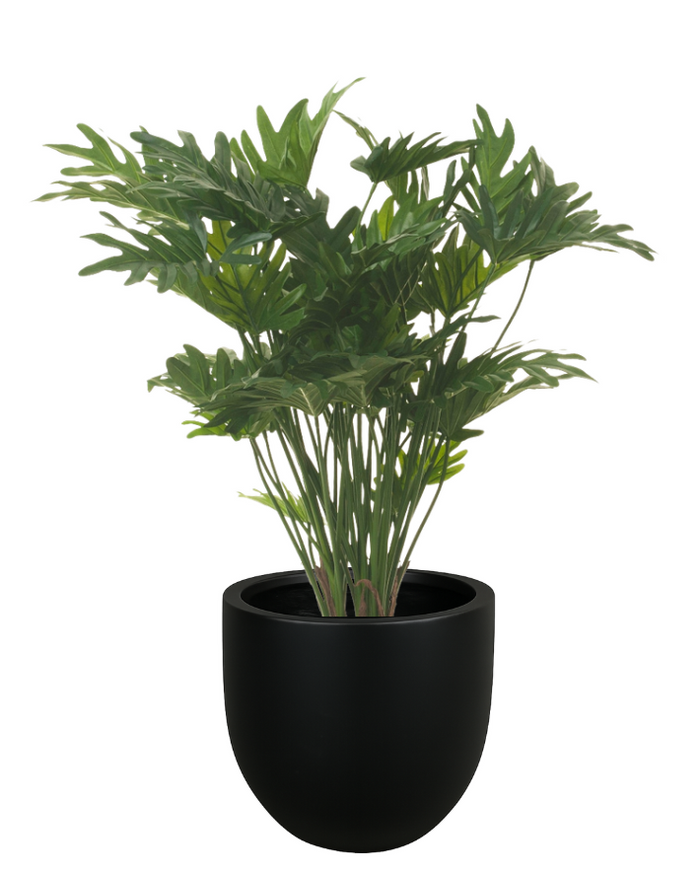 34" Philodendron Xanadu in Planter with Spanish Moss PC1112