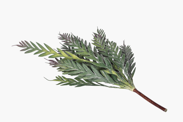 43" Grevillea Spray    ST1258