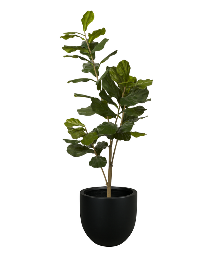 5' Fiddle Leaf Fig in Planter PC1031