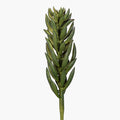 8" Succulent Stem SU1114