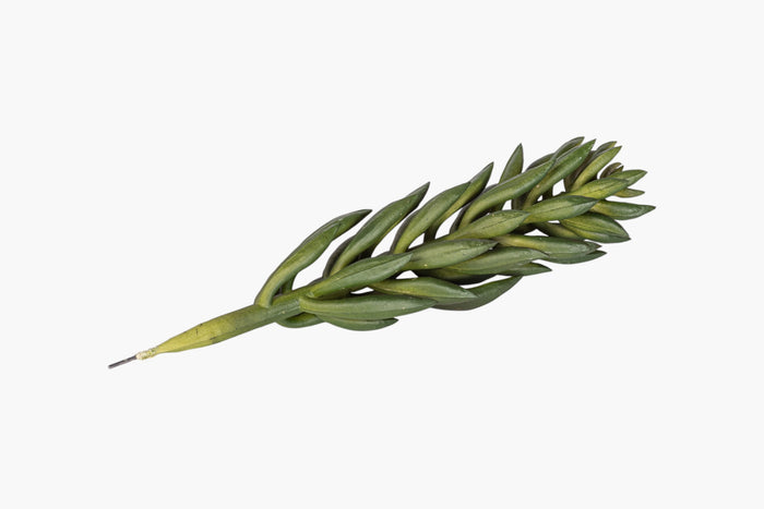 8" Succulent Stem SU1114
