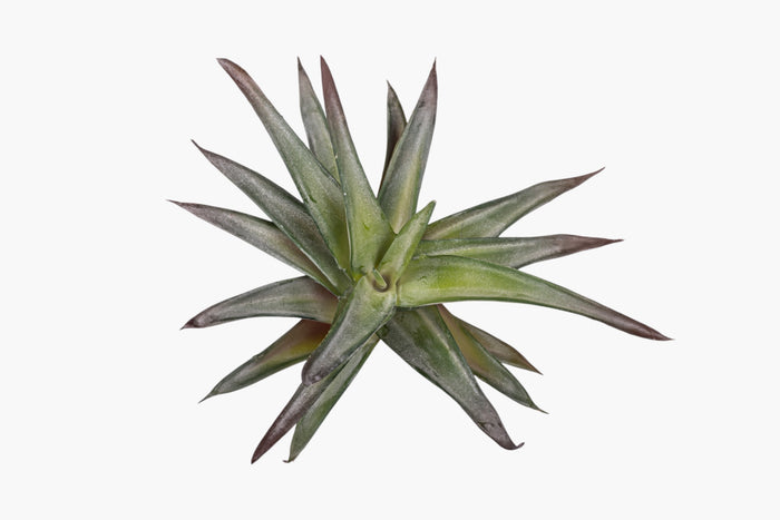 9" Succulent Stem SU1112