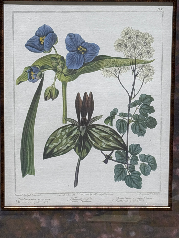 Bombay Company Botanical Print (B) AS IS