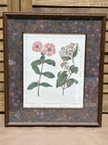 Bombay Company Botanical Print (C)