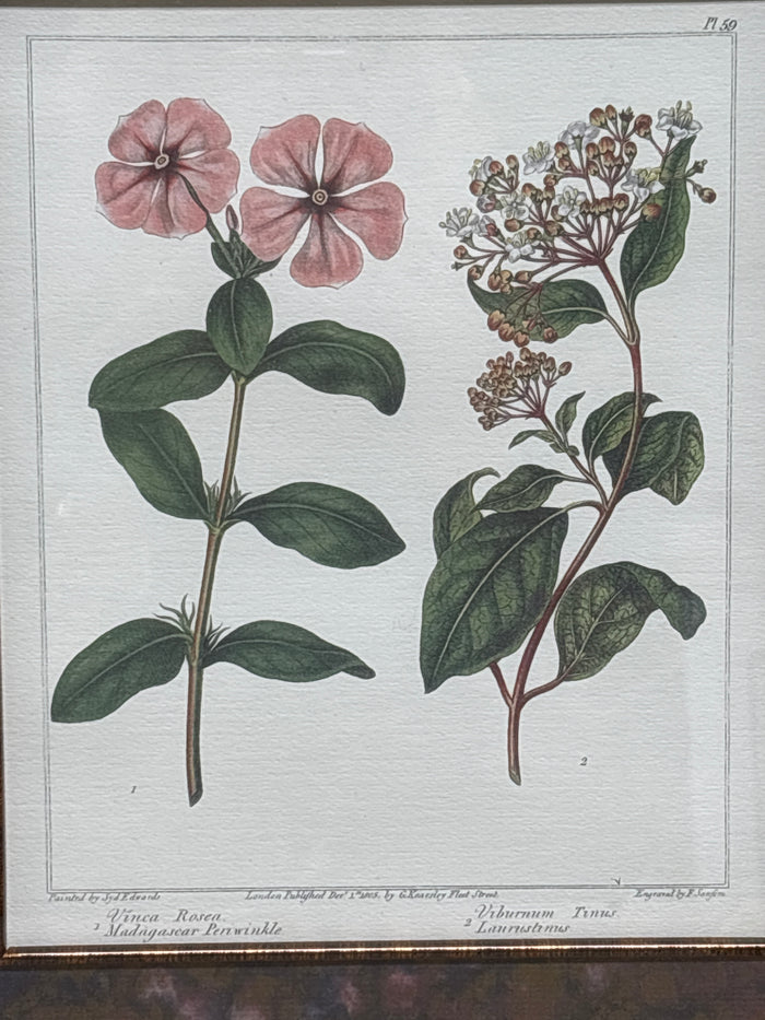 Bombay Company Botanical Print (C)