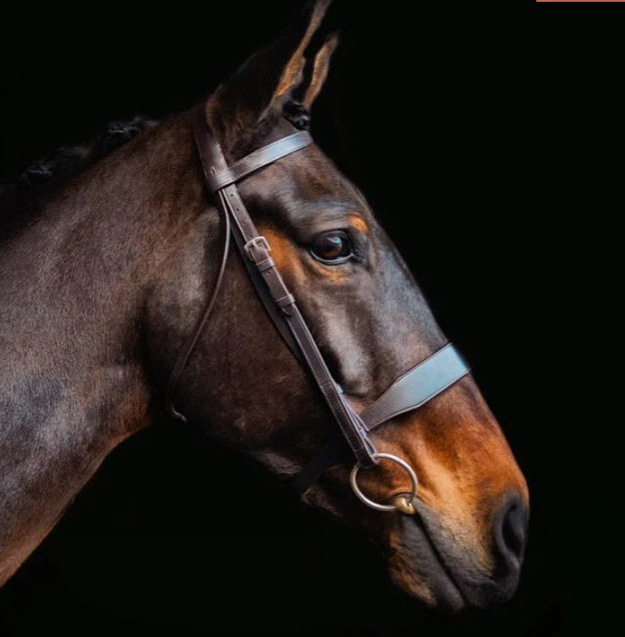 Cameo Equine Hunt/Show Bridle with 2 browbands- Brown