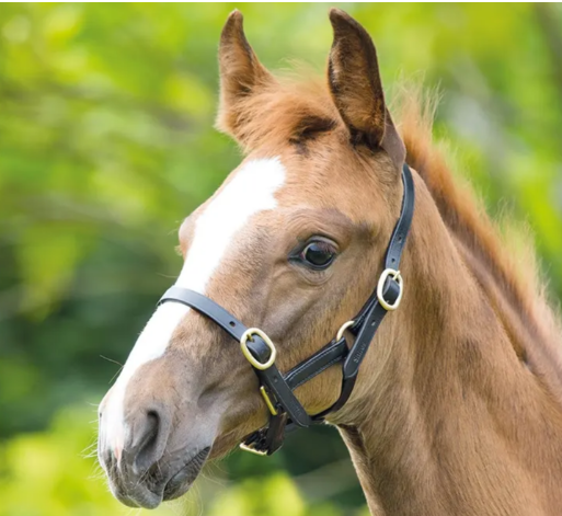 Equisential Leather Headcollar - Black