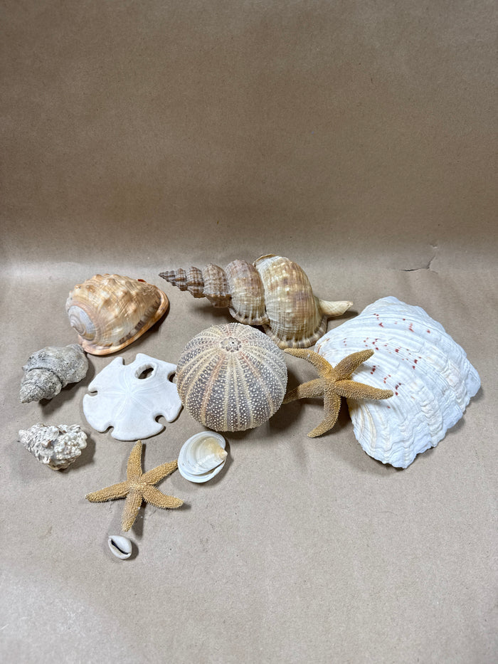 Lot Of Sea Life Items