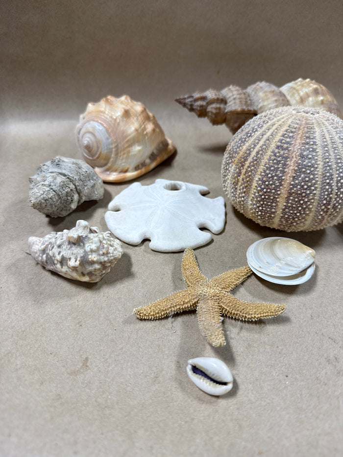 Lot Of Sea Life Items