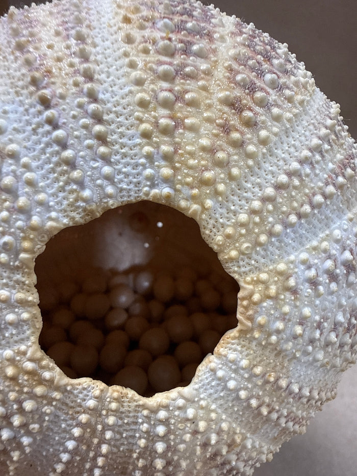 Lot Of Sea Life Items